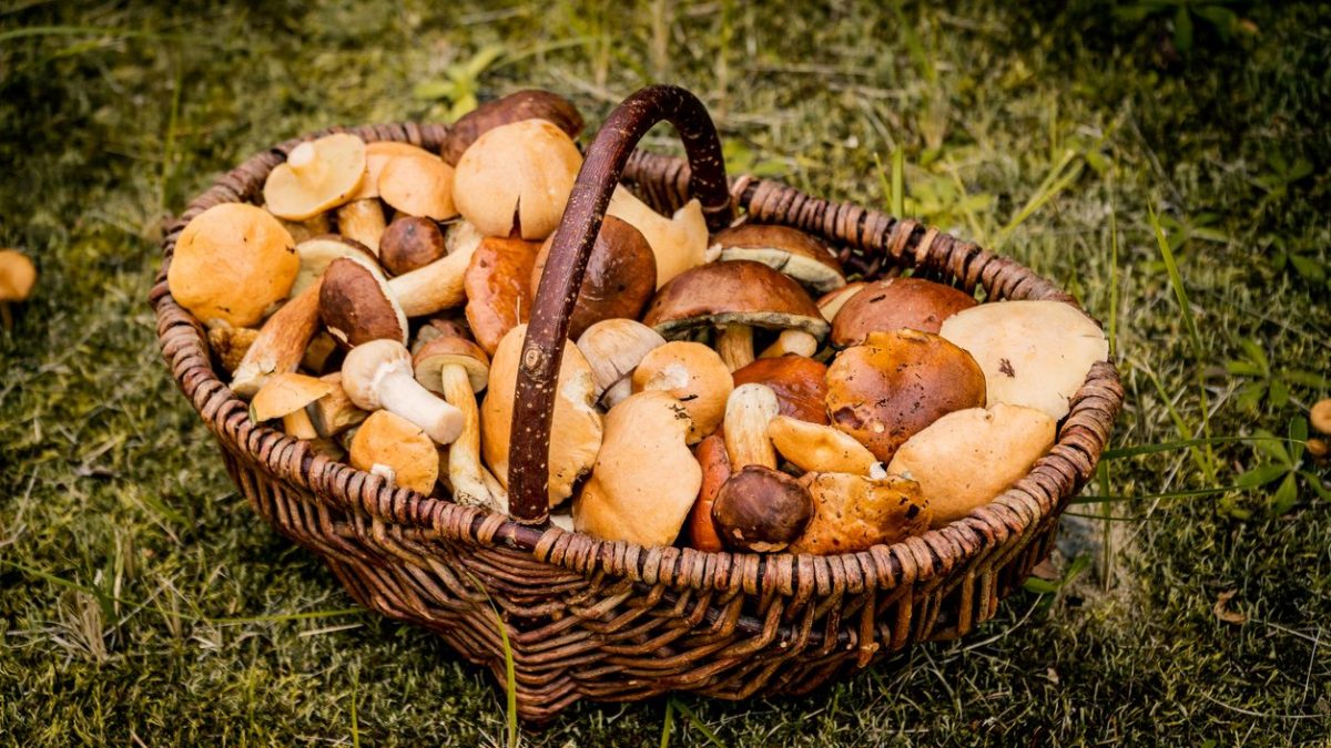 ASL - AVVISO AI VENDITORI/SOMMINISTRATORI DI FUNGHI SPONTANEI - CONTROLLO